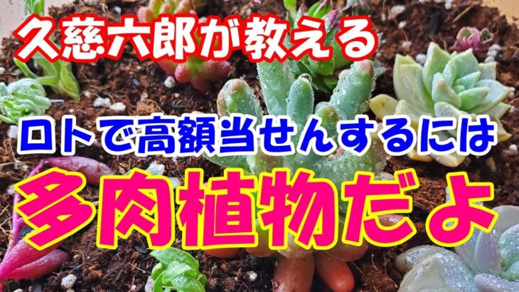 久慈六郎が教える「ロトで高額当せんするには」多肉植物だよ！