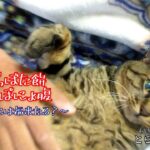【#37】愛猫とら太がおなかを触らせた！ロト7とか当たるかも？【とら太と一日いち兄(にゃん)】