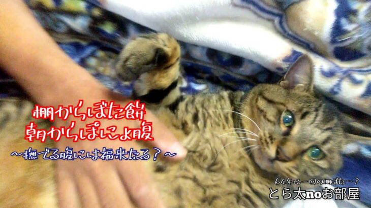 【#37】愛猫とら太がおなかを触らせた！ロト7とか当たるかも？【とら太と一日いち兄(にゃん)】