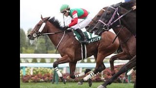 【京阪杯前日オッズ】3歳牝馬レイハリアが3.9倍で1番人気、シヴァージが続く|Top News