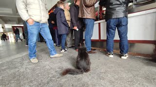 イスタンブール猫だらけ競馬場からギャンブルライブ