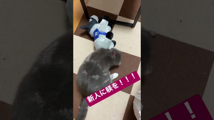 【オッズ1.3倍】ブラッキー猫ちゃん🐱新人馬の躾にかかります。yoshida’s cat life with blucky🐱