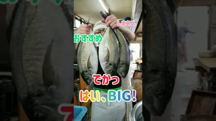 しまあじBIG3❗️#shorts #big #魚@大将のギャンブル人生男道