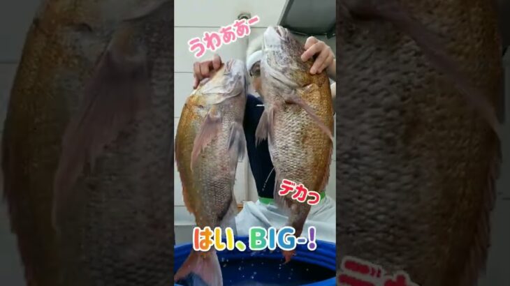 BIGな活かしの真鯛❗️#shorts #魚 #big @大将のギャンブル人生男道