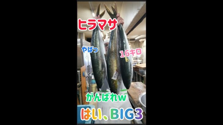 重たい(笑)#shorts #魚 #big @大将のギャンブル人生男道
